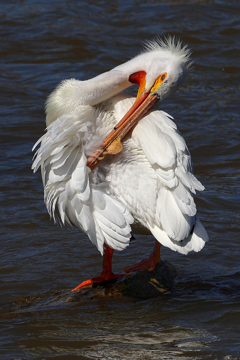 American White Pelican - Claire Werner