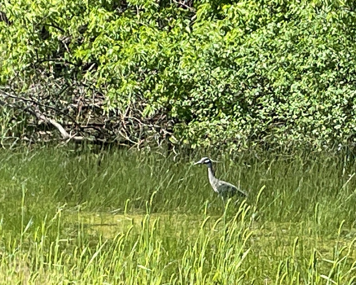 Yellow-crowned Night Heron - ML617389037