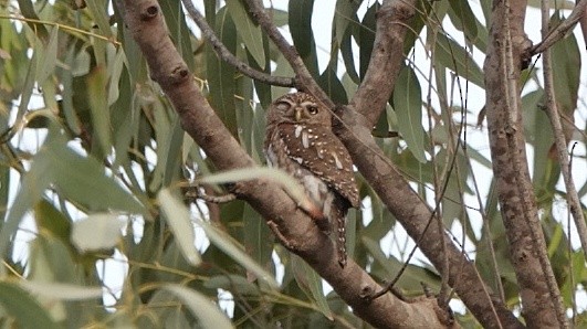 Pearl-spotted Owlet - Nick Addey