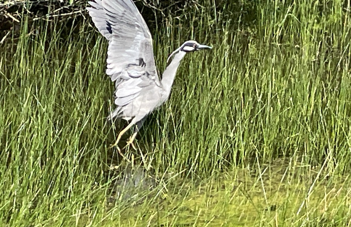 Yellow-crowned Night Heron - ML617389054