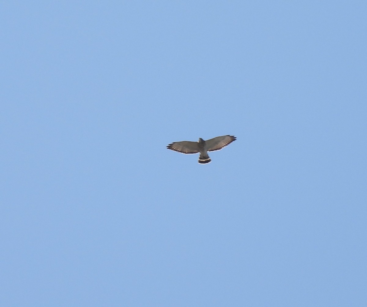 Broad-winged Hawk - debra sweeney