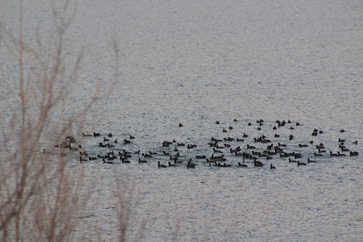 American Coot - ML617389096