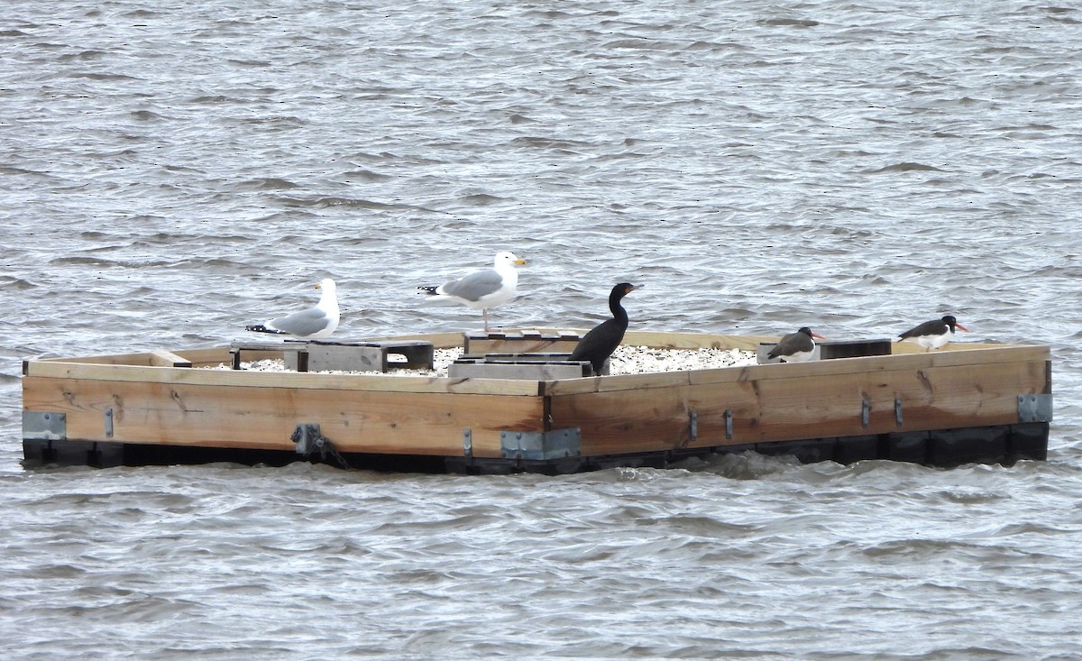 American Herring Gull - ML617389106