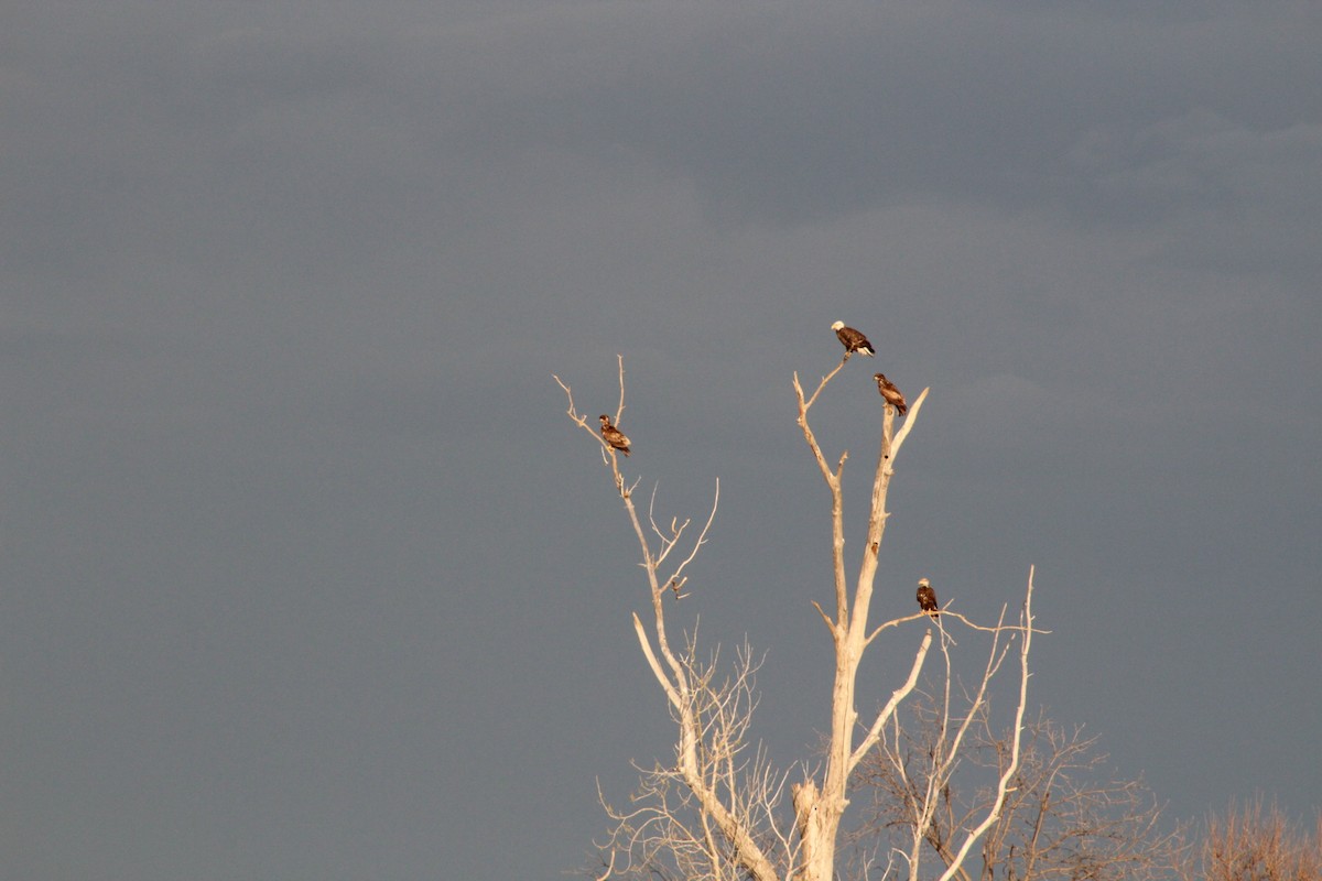 Bald Eagle - ML617389125