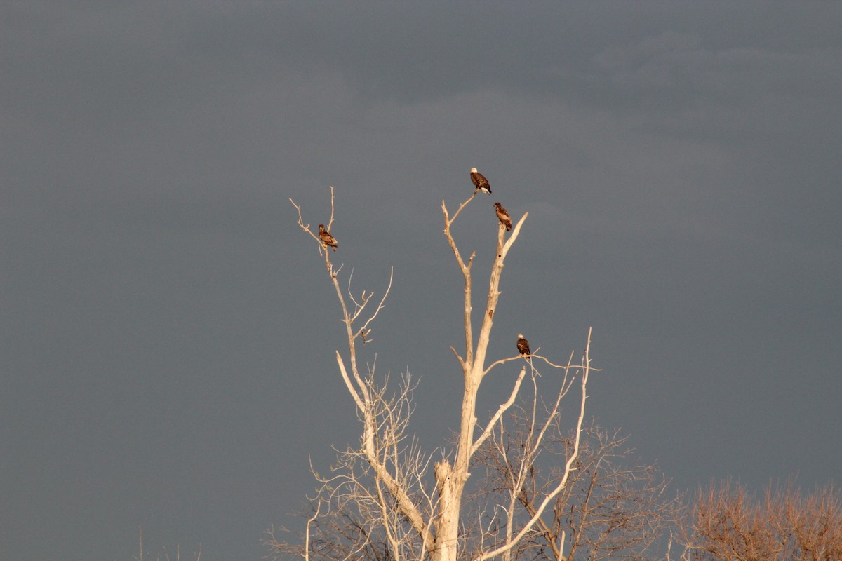 Bald Eagle - ML617389126