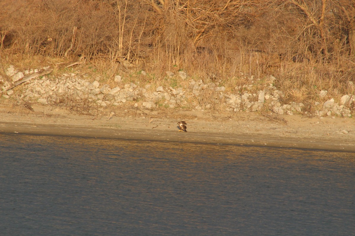 Bald Eagle - ML617389128