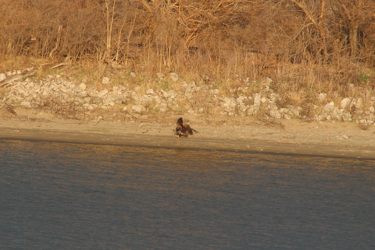 Bald Eagle - ML617389130