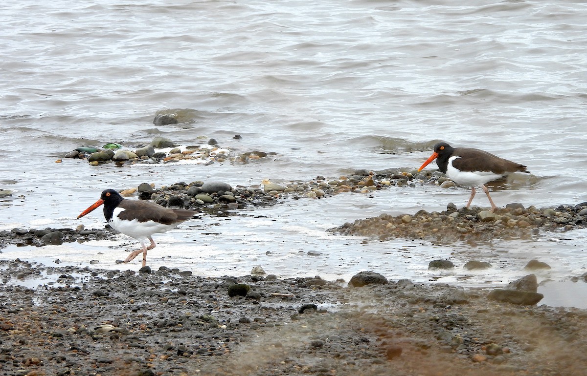 American Oystercatcher - ML617389138