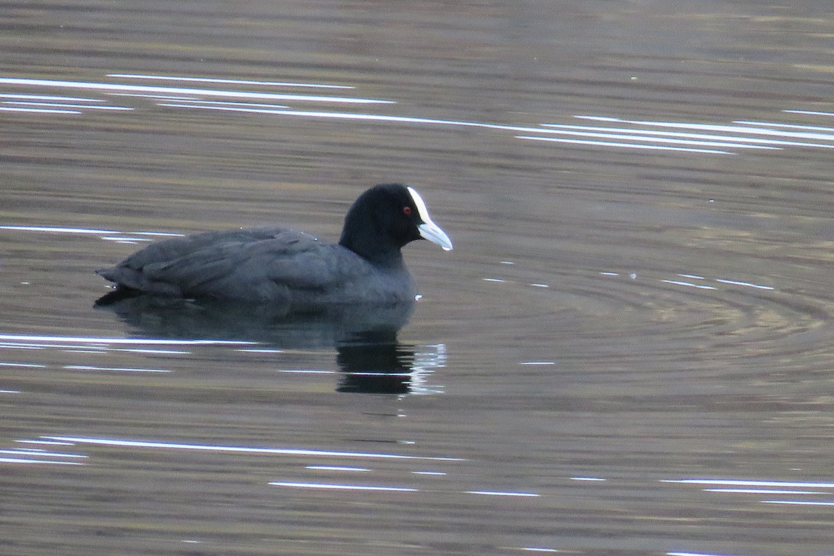 Eurasian Coot - Maureen Howard