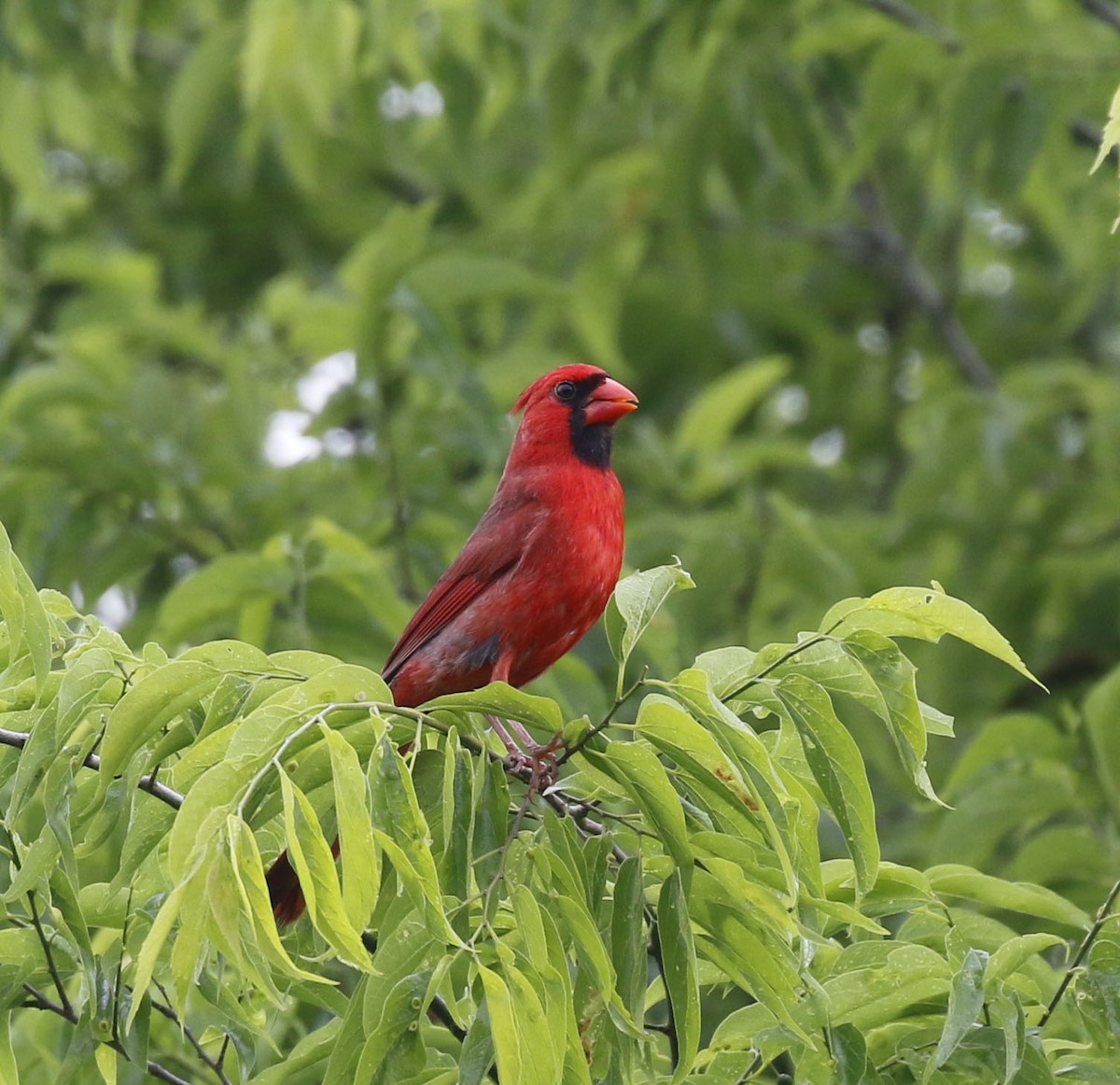 Cardinal rouge - ML617389154