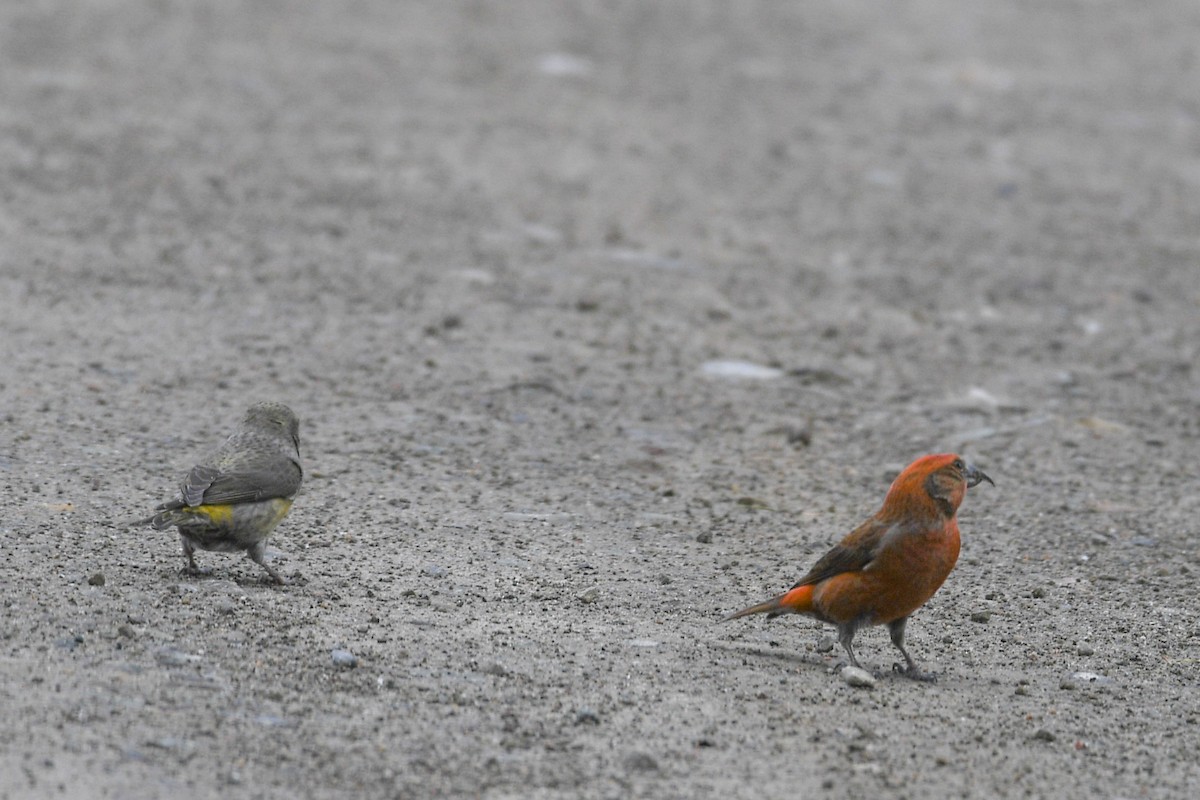 Red Crossbill - Christy Hibsch