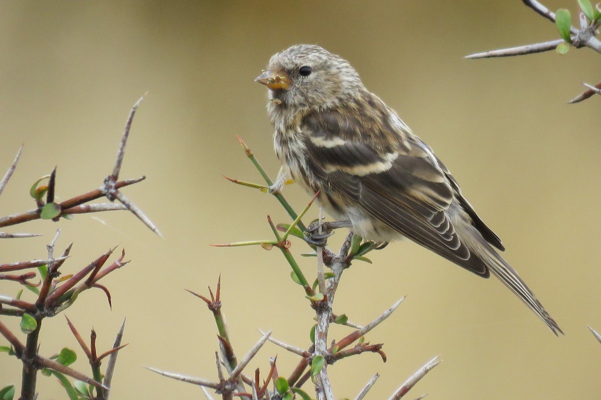 Lesser Redpoll - ML617389211