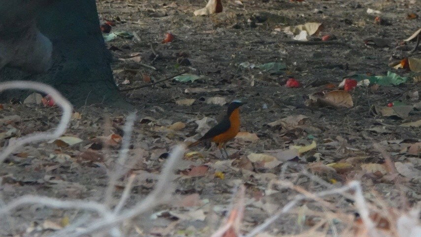 White-crowned Robin-Chat - Nick Addey