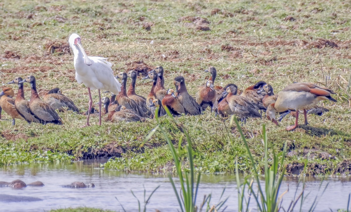 White-faced Whistling-Duck - ML617389247