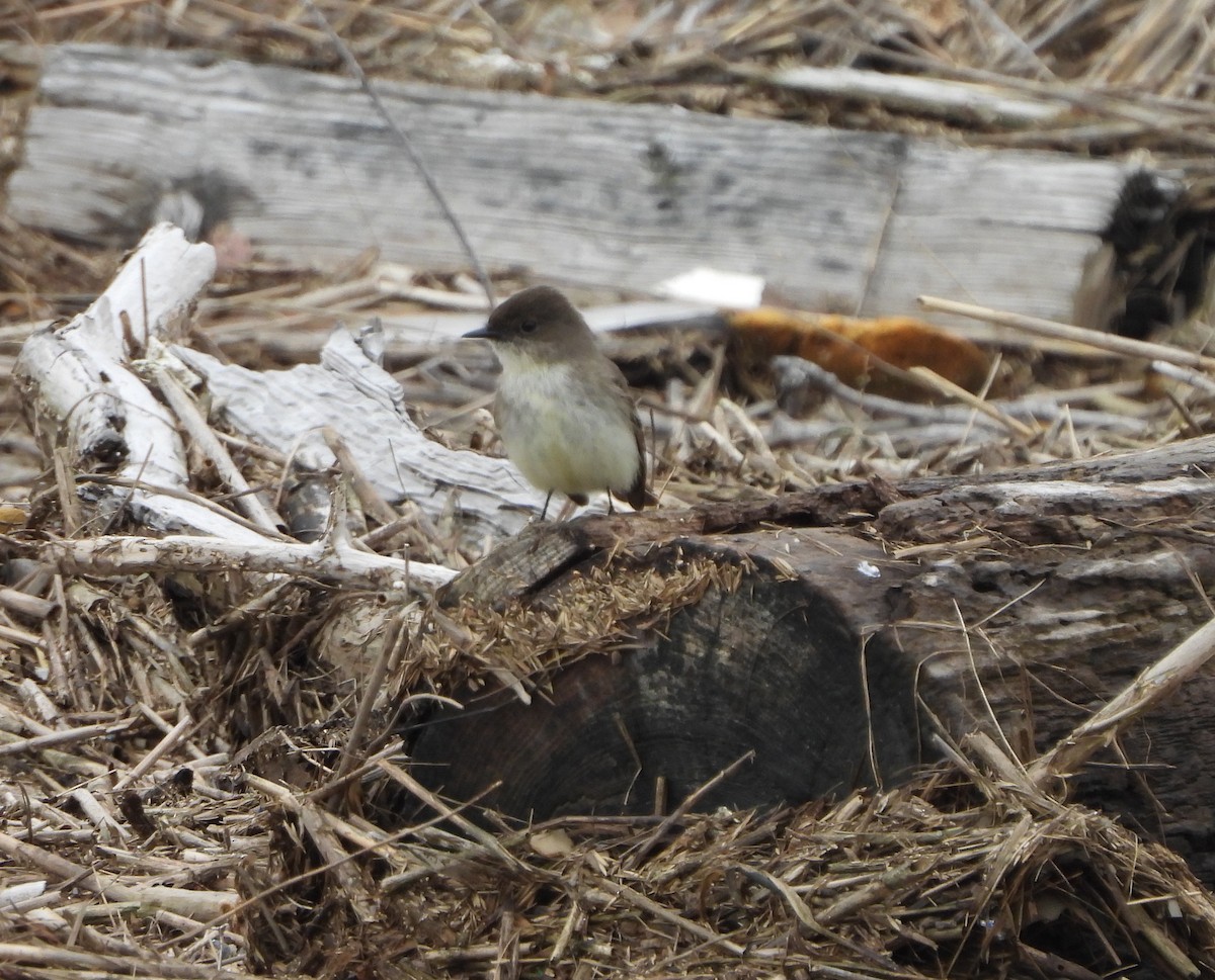 Eastern Phoebe - ML617389294