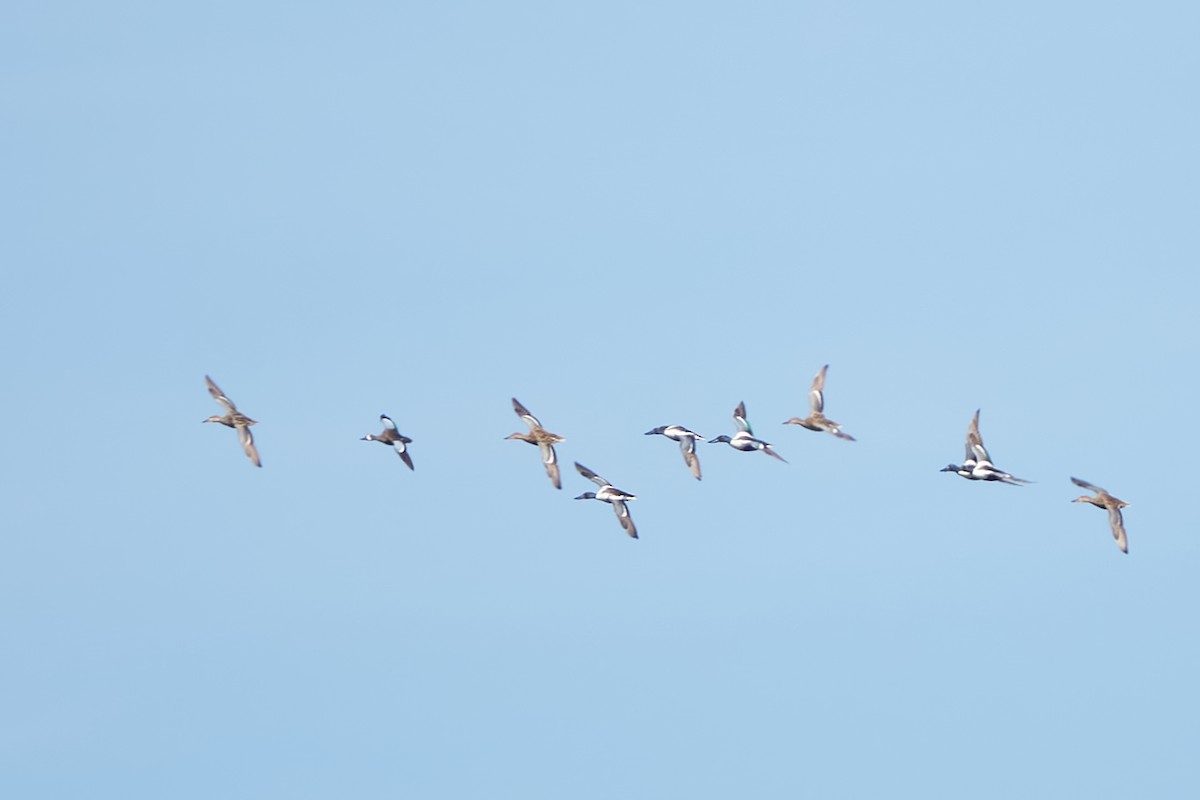 Blue-winged Teal - Luis José Manso Bragado