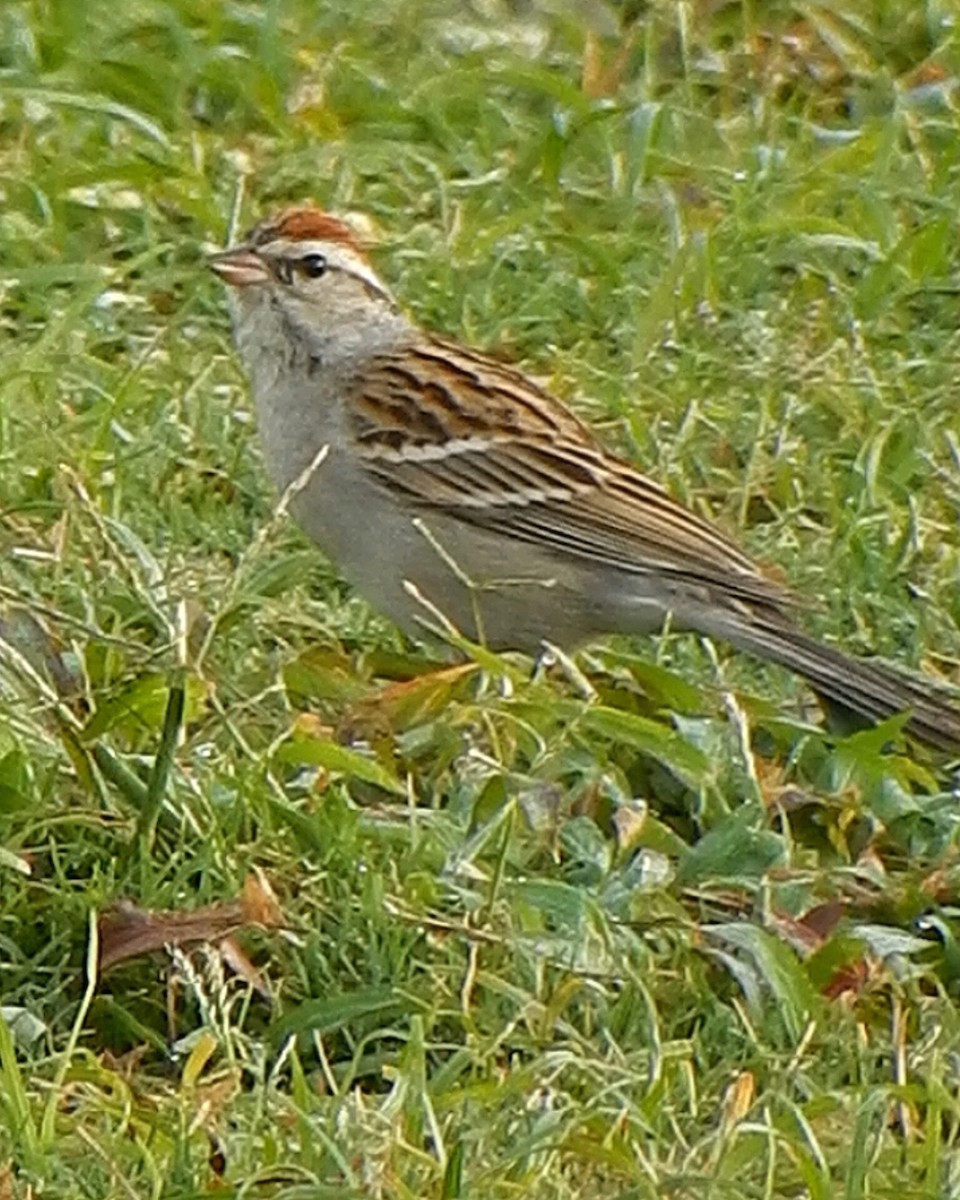 Chipping Sparrow - ML617389330