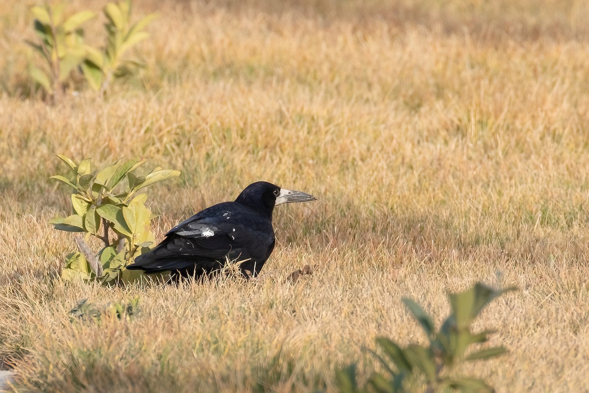 Rook - Sayam U. Chowdhury