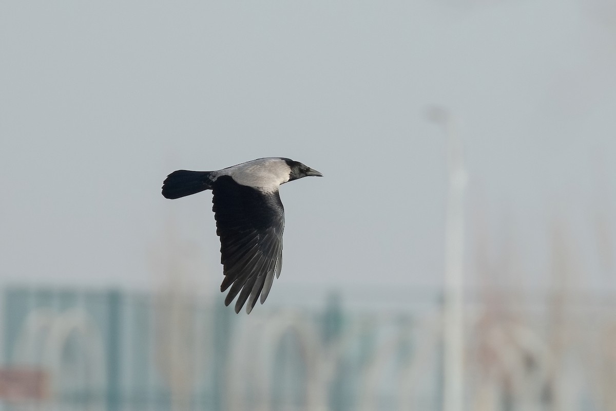 Hooded Crow - Sayam U. Chowdhury