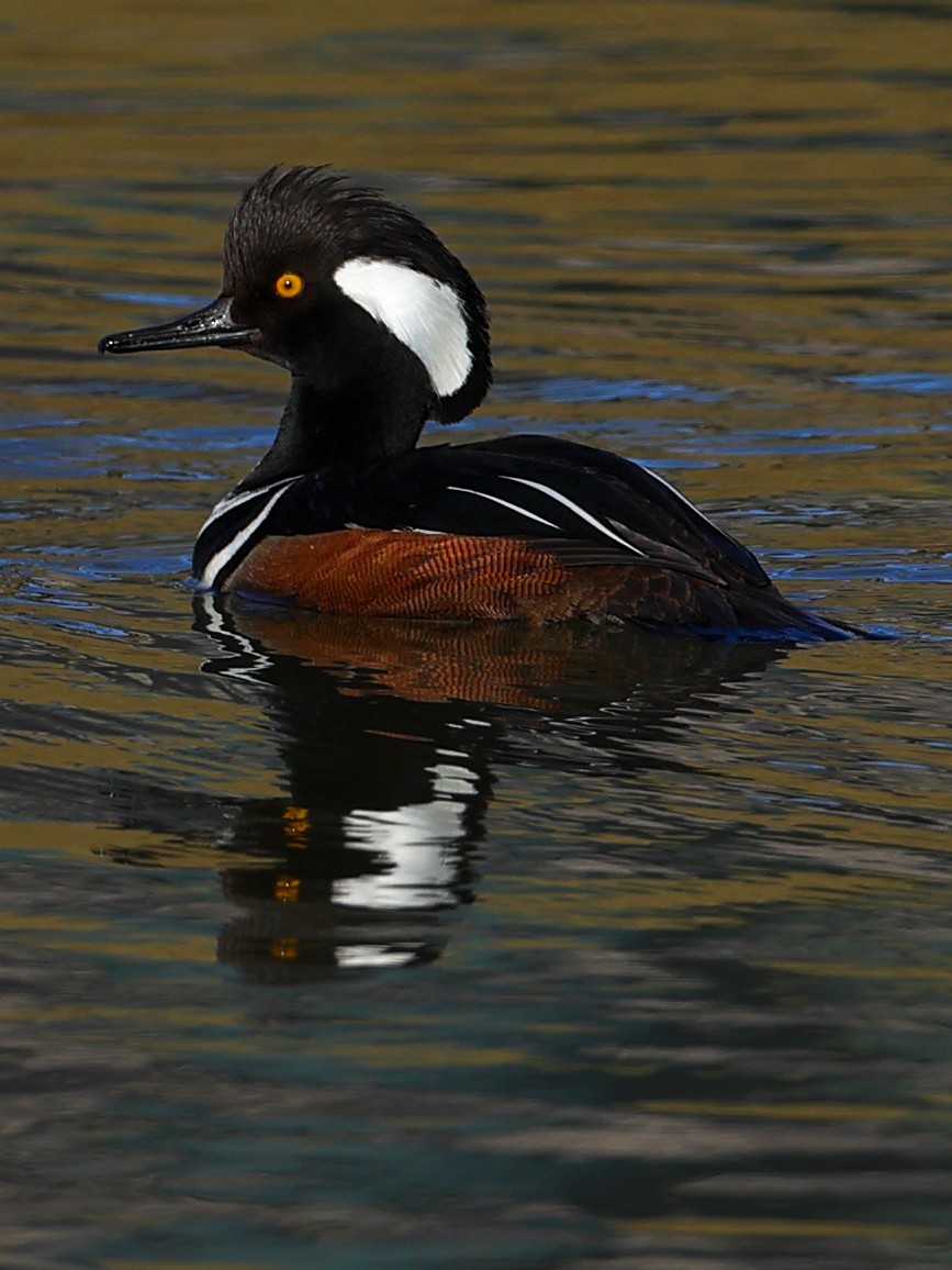 Hooded Merganser - ML617389375