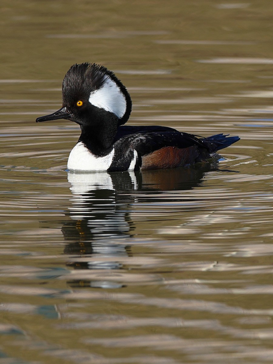 Hooded Merganser - ML617389376