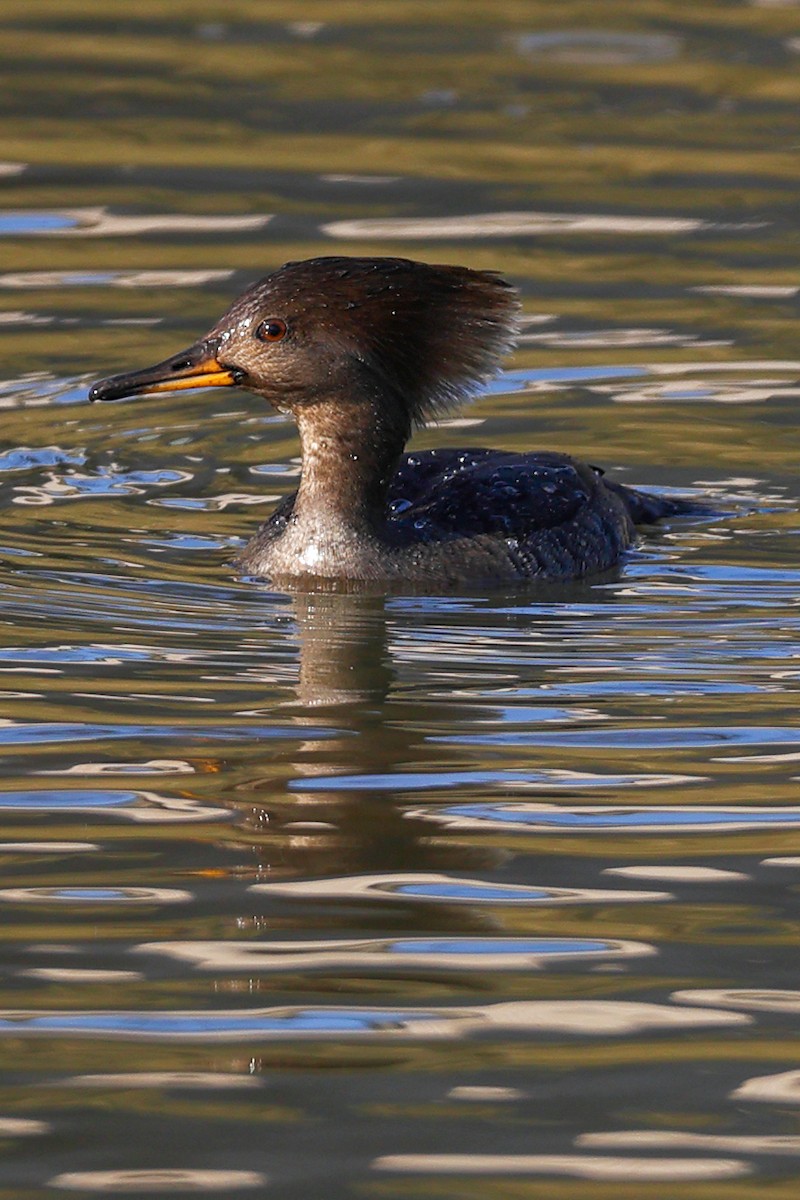 Hooded Merganser - ML617389378