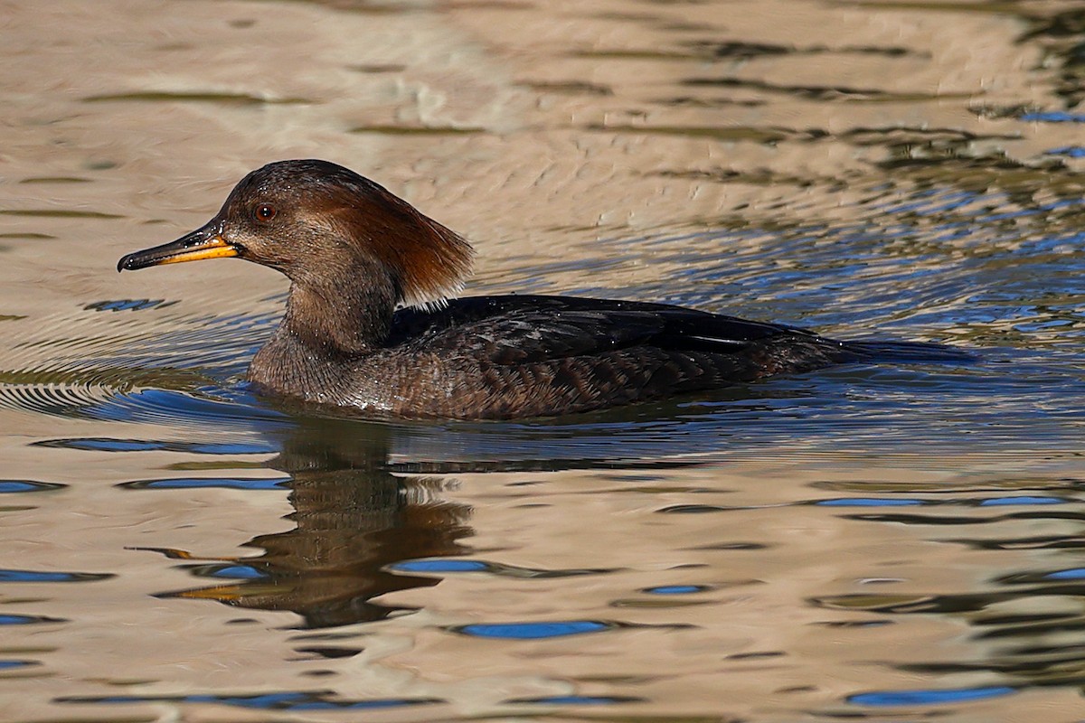 Hooded Merganser - ML617389380
