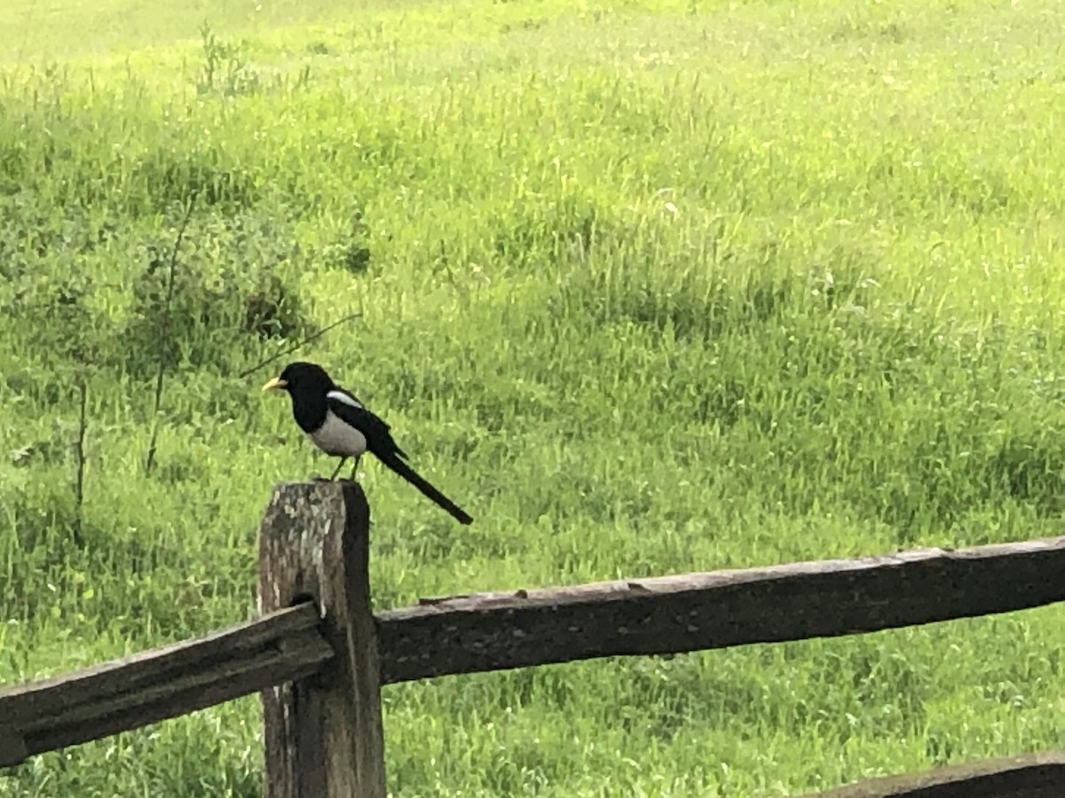 Yellow-billed Magpie - ML617389406