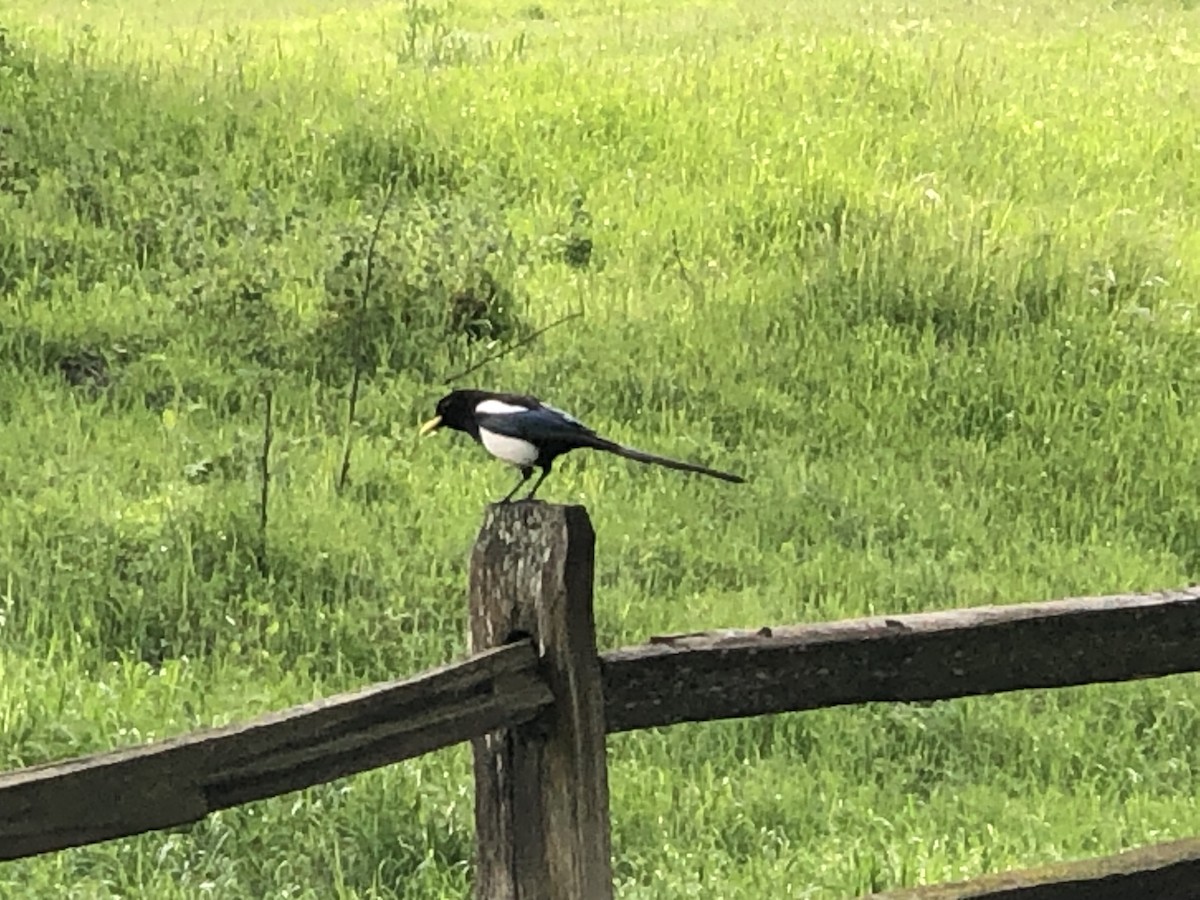 Yellow-billed Magpie - Martin Fee