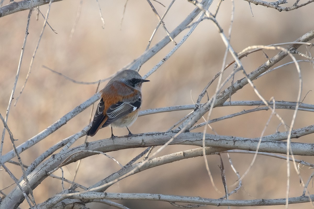 Rufous-backed Redstart - ML617389416