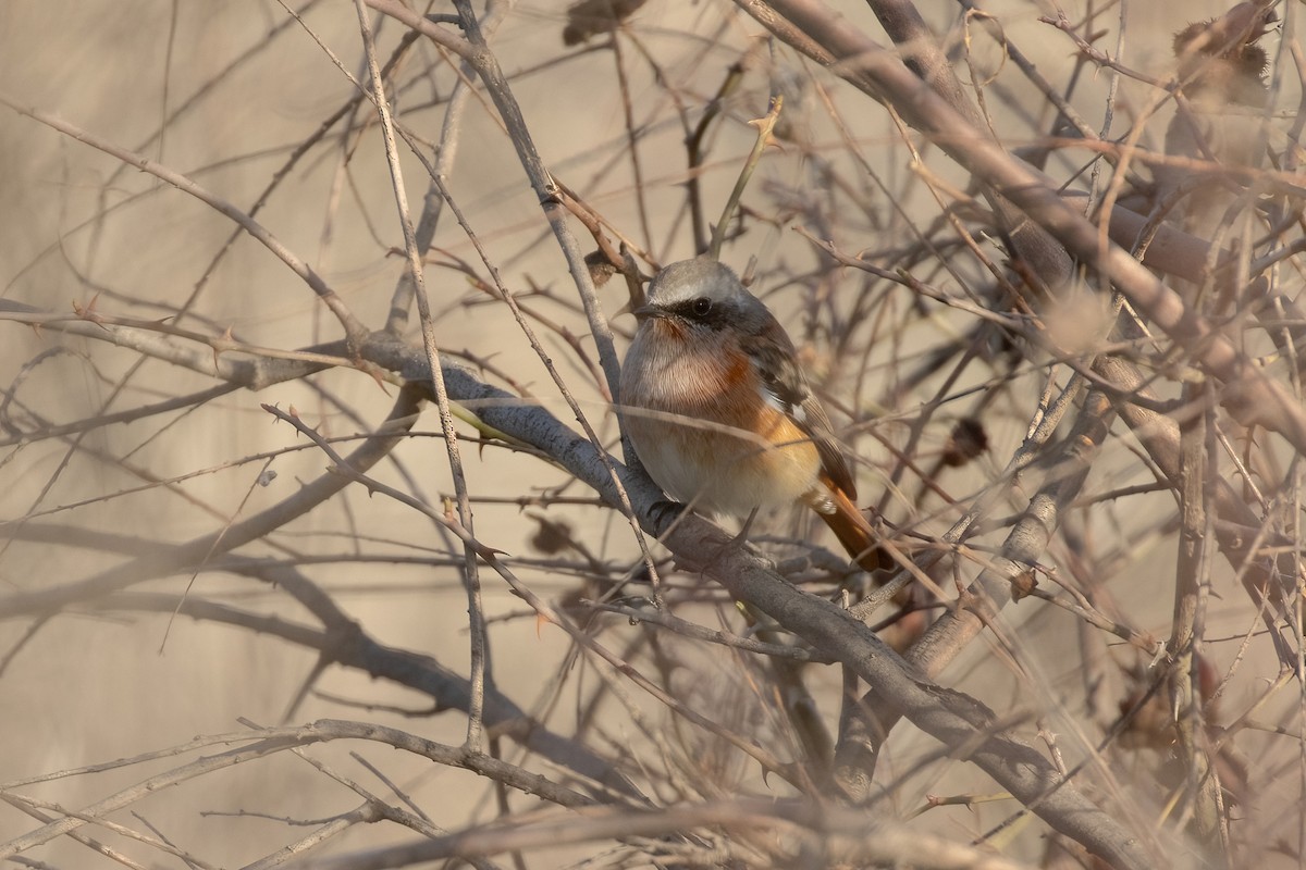 Rufous-backed Redstart - ML617389419