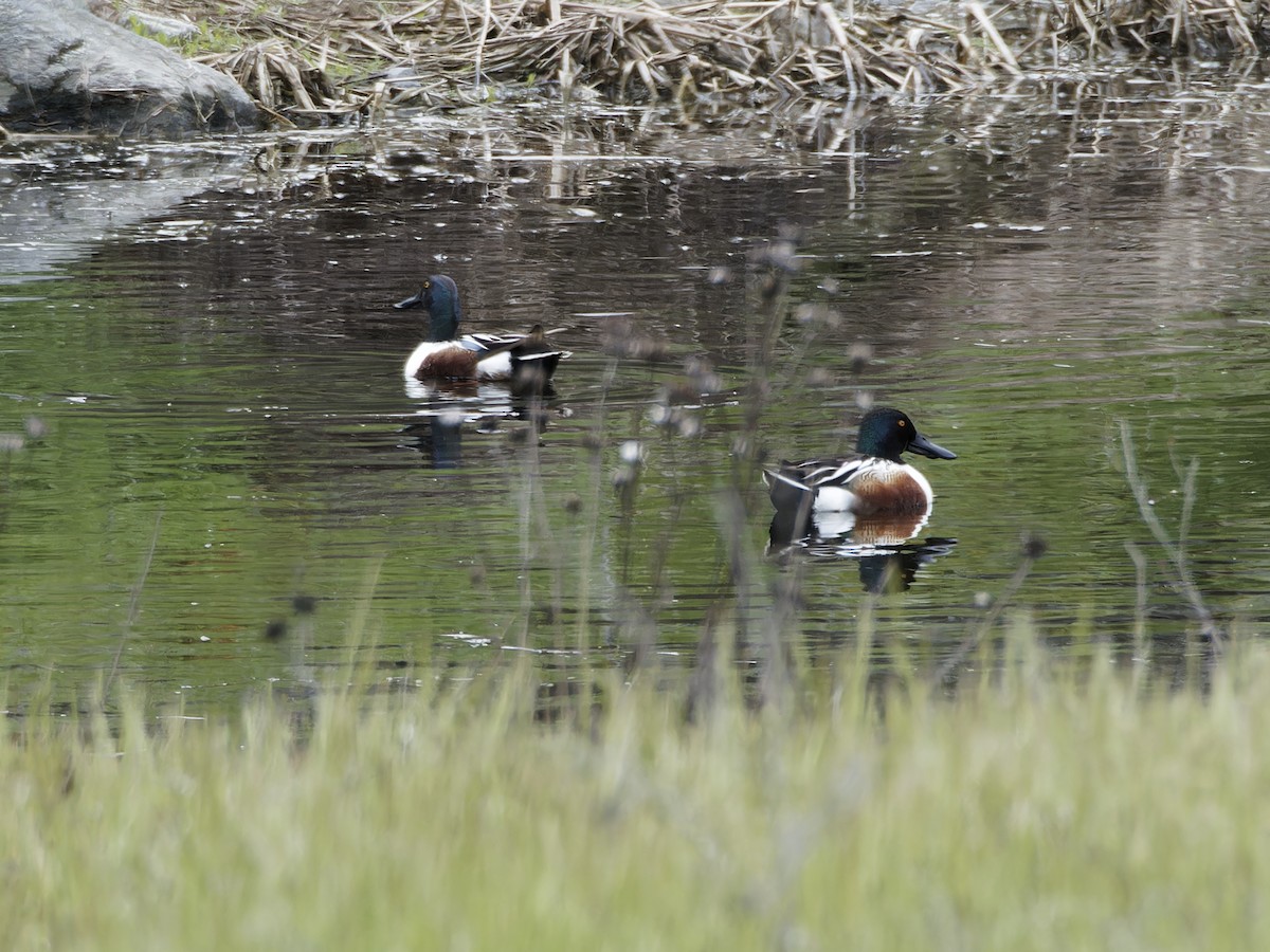 Northern Shoveler - ML617389423