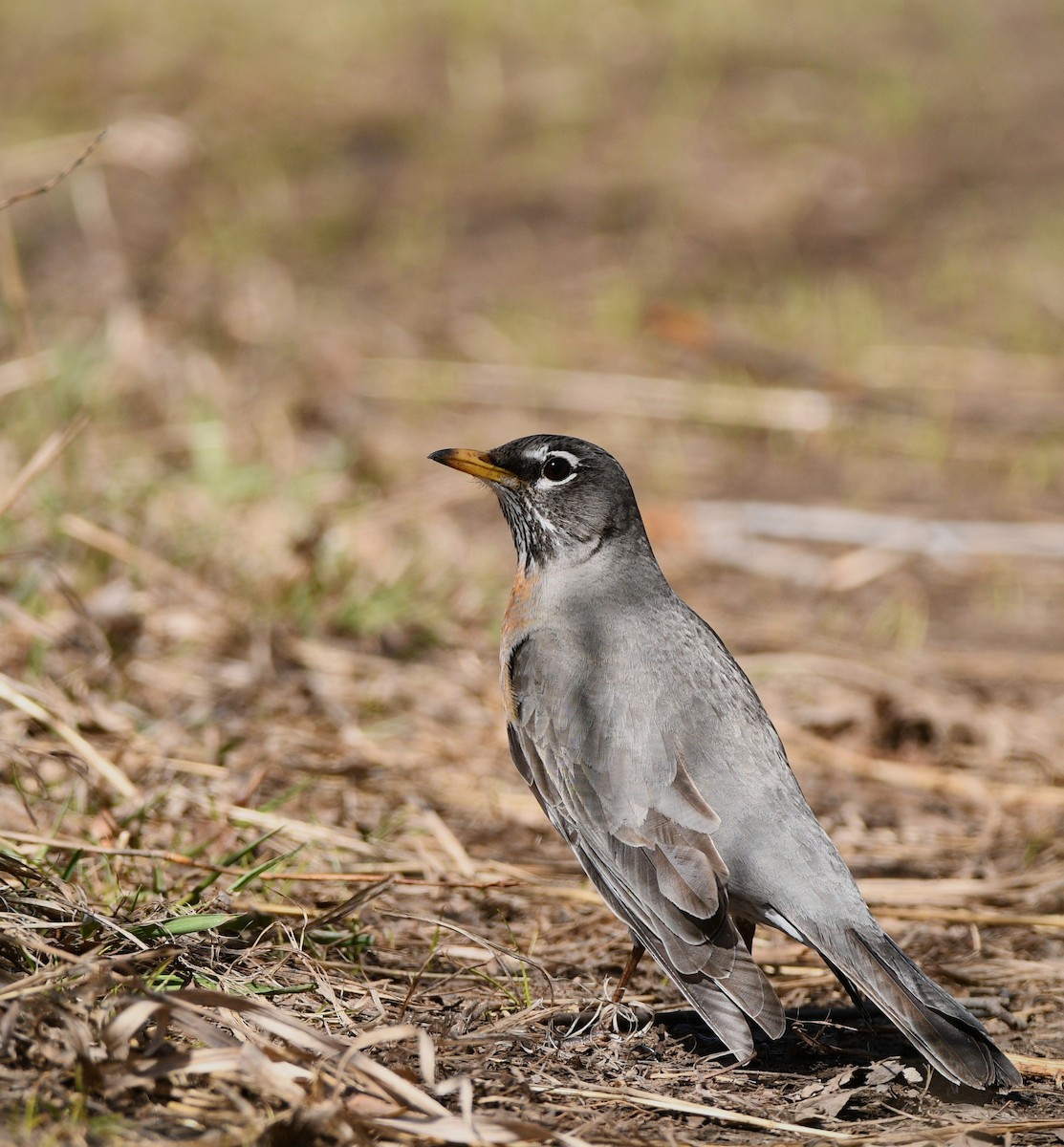 American Robin - ML617389429