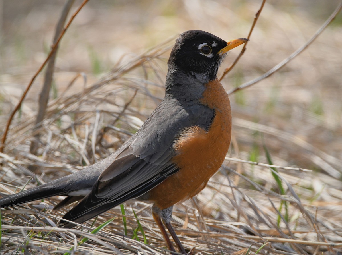 American Robin - ML617389430