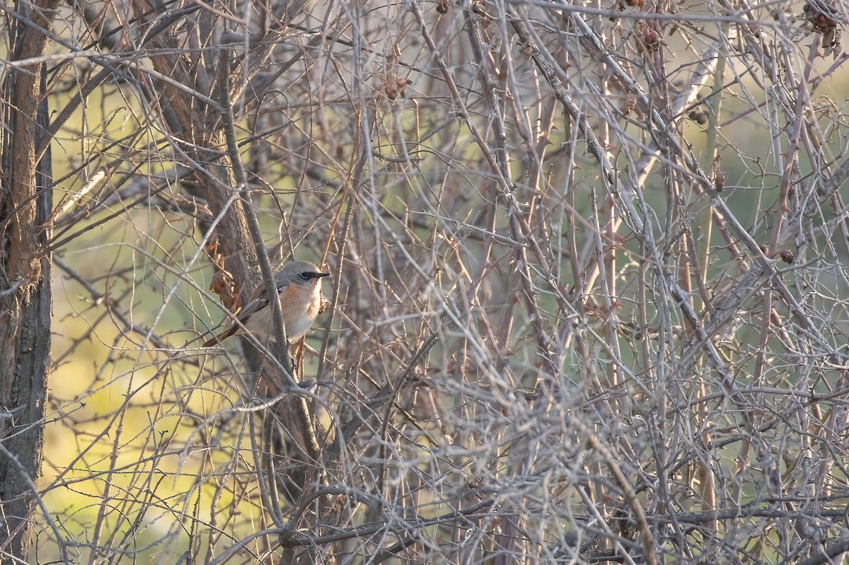 セアカジョウビタキ - ML617389455