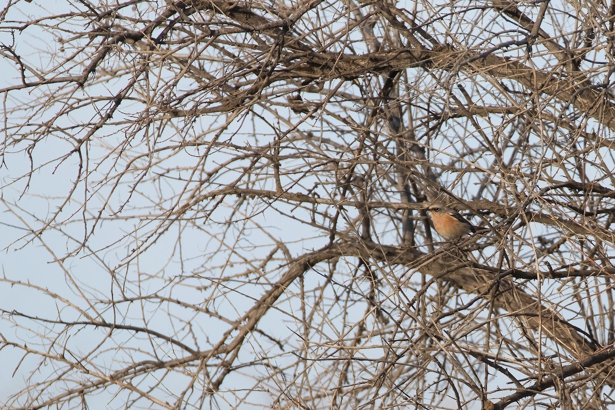 Rufous-backed Redstart - ML617389456