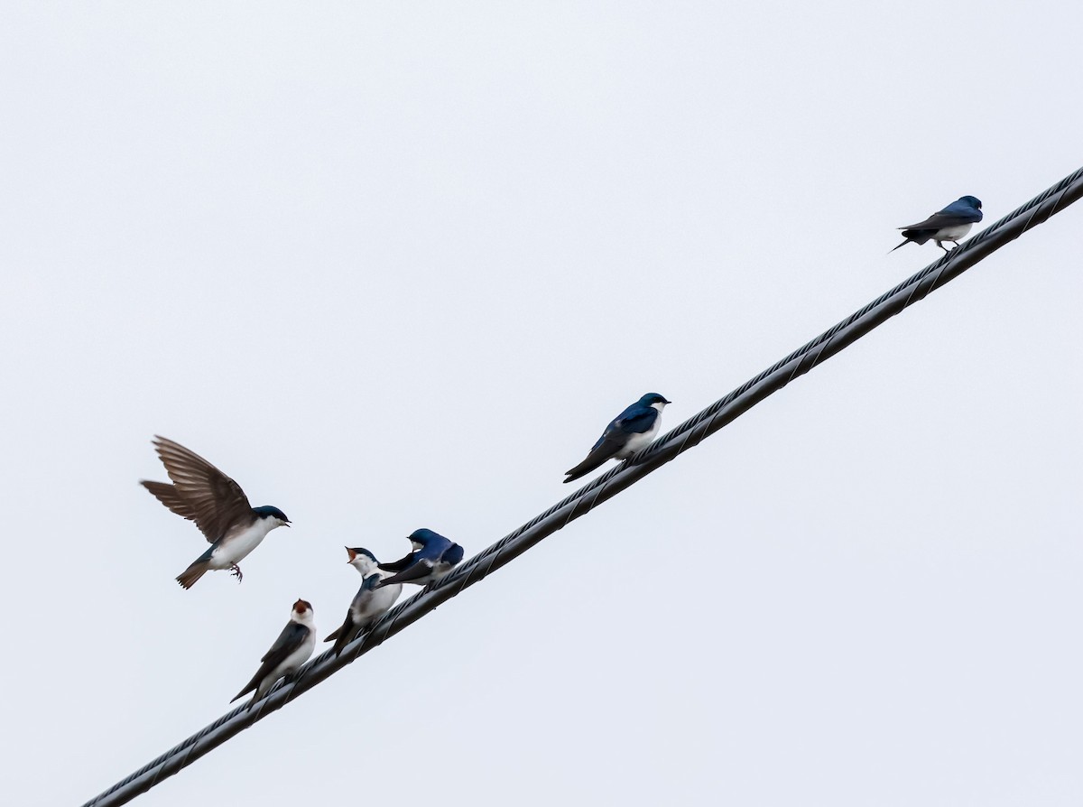 Tree Swallow - ML617389468