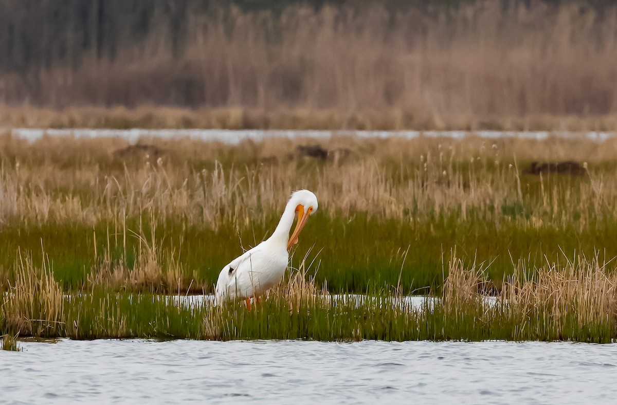 American White Pelican - ML617389471