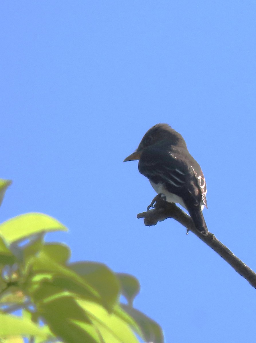 Olive-sided Flycatcher - ML617389505