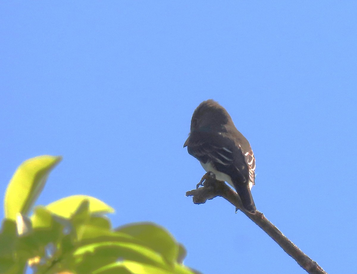 Olive-sided Flycatcher - ML617389506