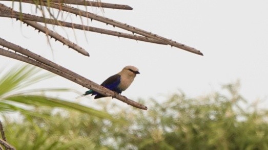 Blue-bellied Roller - ML617389525