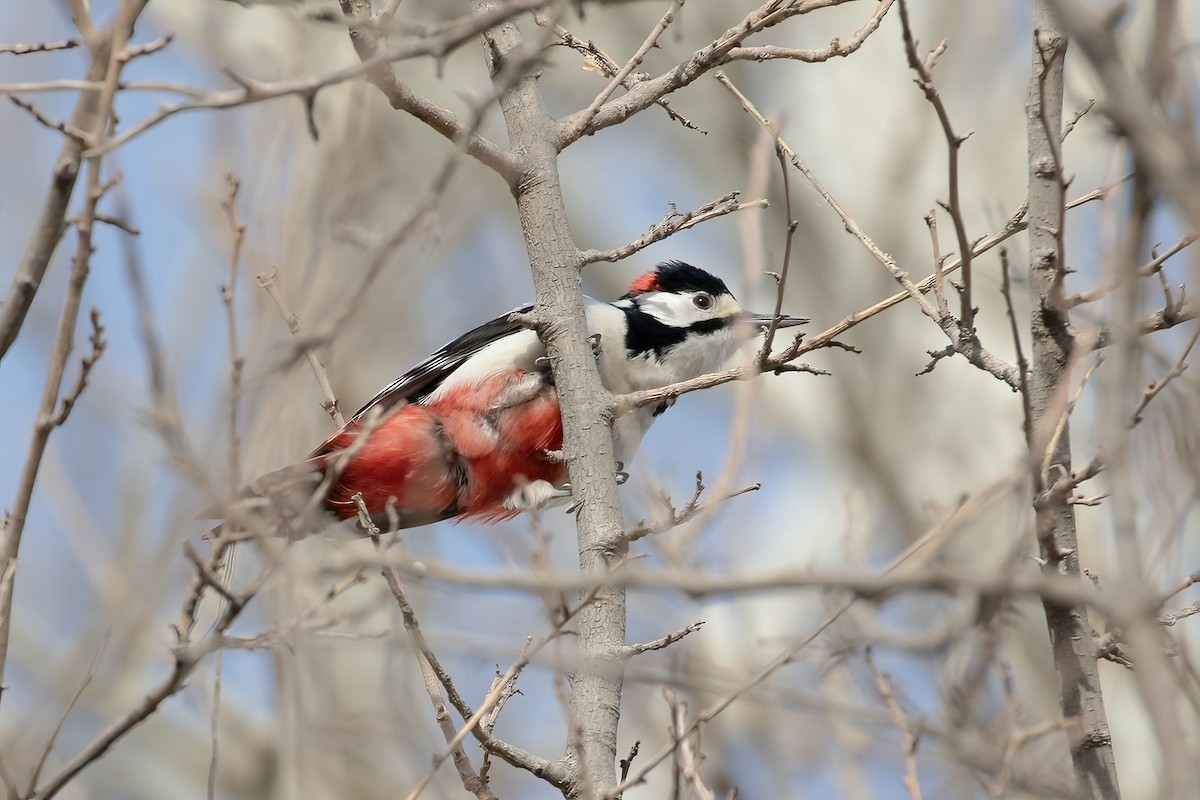 White-winged Woodpecker - Sayam U. Chowdhury