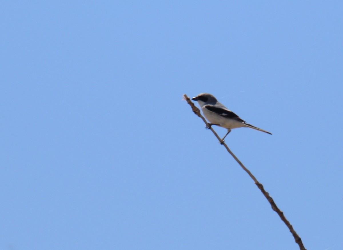 Loggerhead Shrike - ML617389560