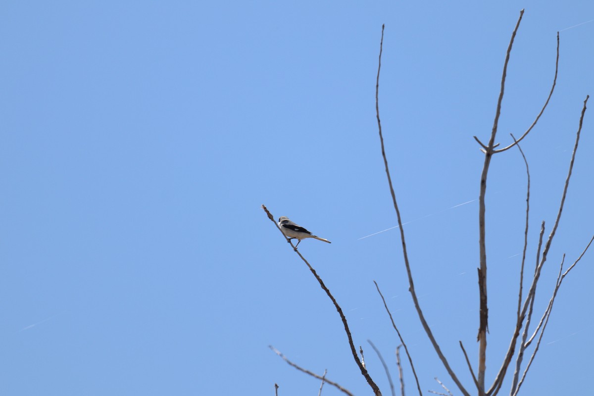 Loggerhead Shrike - ML617389565