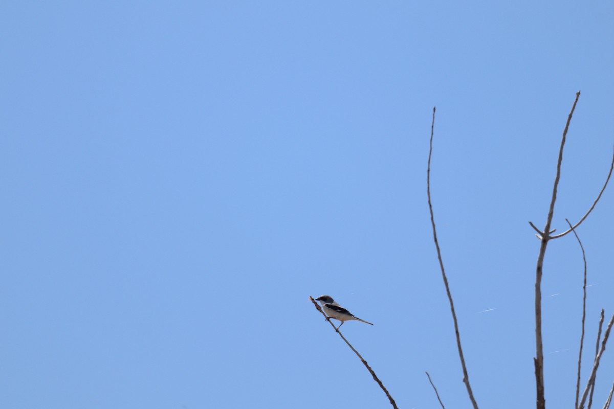 Loggerhead Shrike - ML617389566