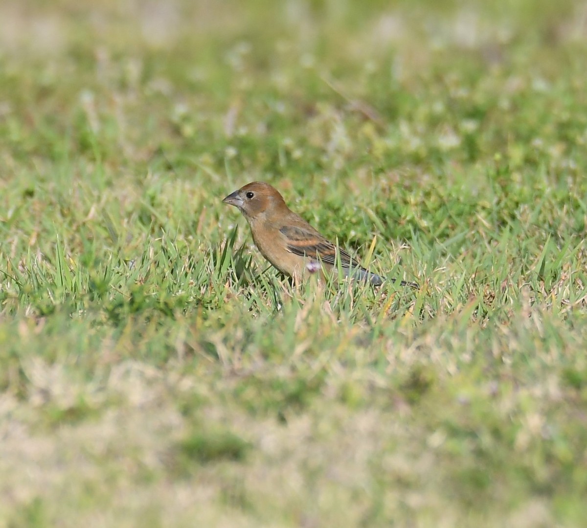 Blue Grosbeak - Sherri Brown