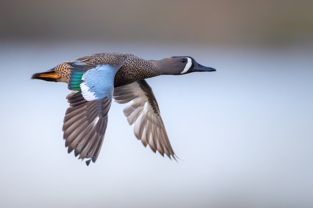 Blue-winged Teal - Matt Zuro
