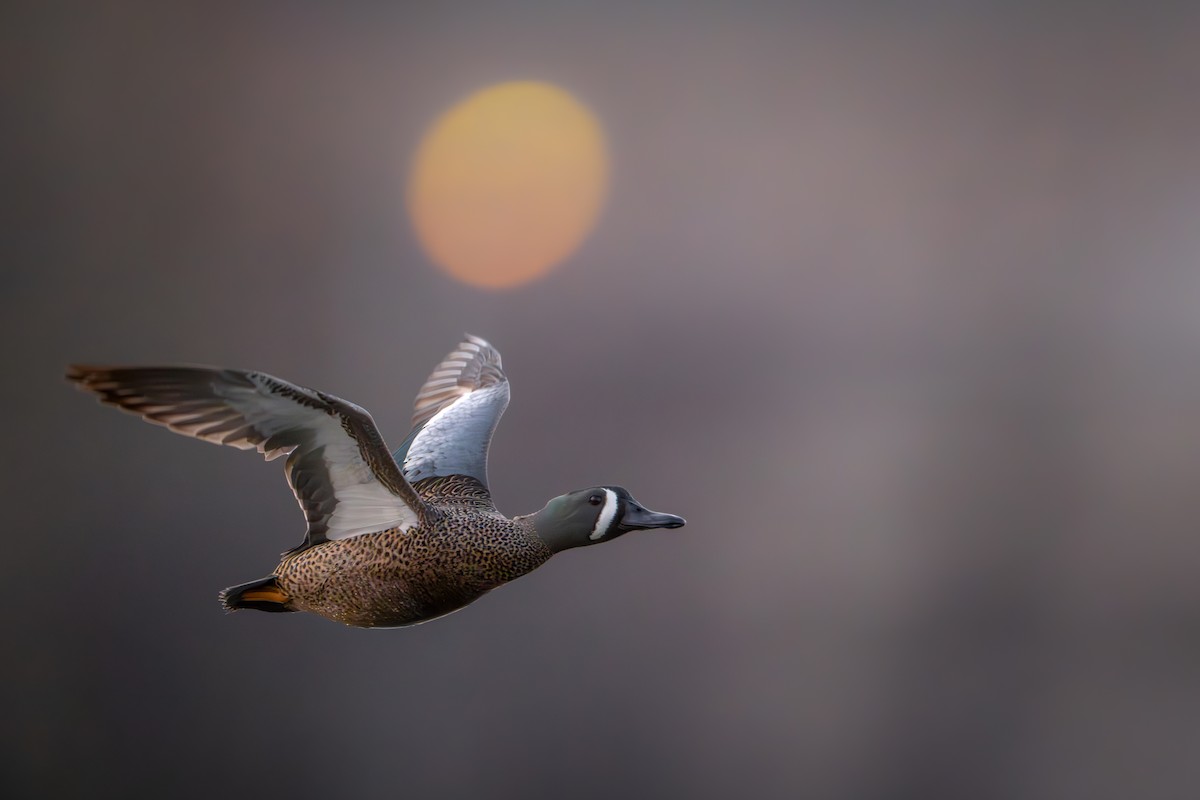 Blue-winged Teal - ML617389610