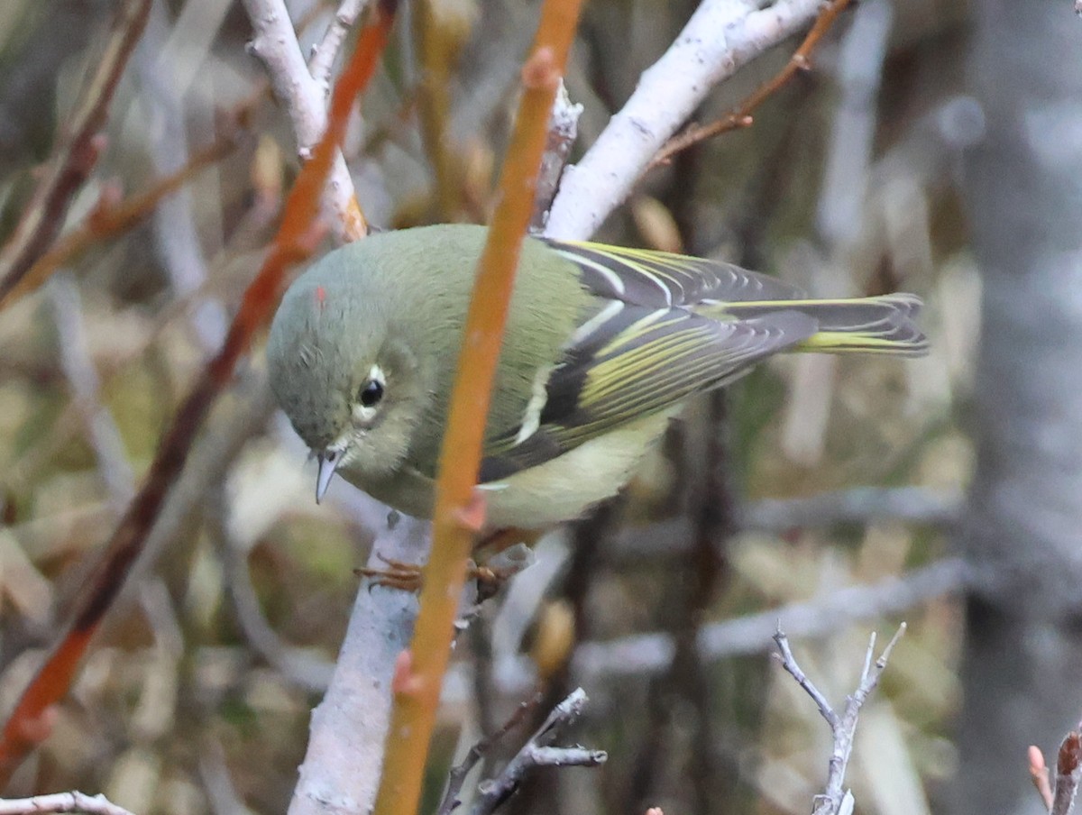 Ruby-crowned Kinglet - Steven Hemenway