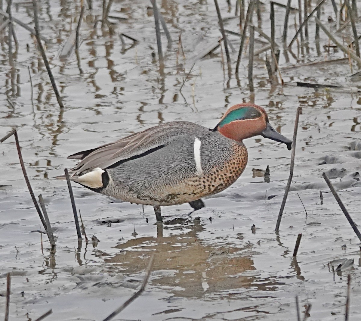 Green-winged Teal - Hank Heiberg